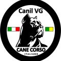 Canil VG Cane Corso