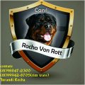 Canil Rocha Von Rott