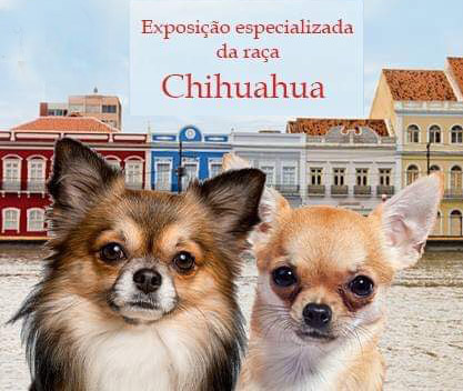 Exposição especializada da raça Chihuahua