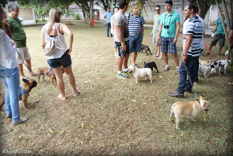 1º encontro de Bulldogue Francês de Pernambuco